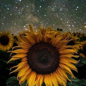 Meet your Posher, Payton